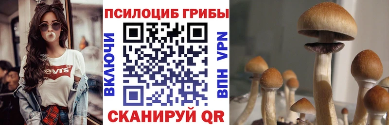 кракен   Осинники  Галлюциногенные грибы Psilocybe 